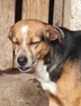 Giovanna💚💚💚freundliches Hundemädchen - Bad Karlshafen