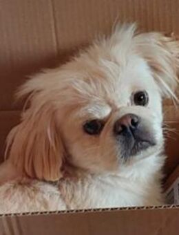 PACO - zutraulich & aufgeschlossen - Velbert