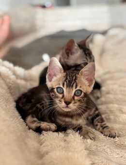Wunderschöne Bengal Katzen/ Reinrassig/ besonders - Wriezen