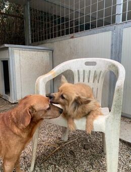 ROXSANA und BASILIO, immer Pech - Büdingen