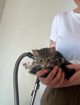 Katze weiblich braun weiß huskatze - Bad Endbach