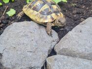 Griechische landschildkröte - Mannheim
