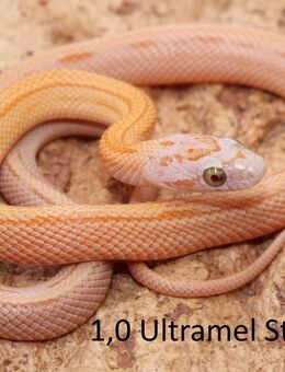 Kornnatter Jungtiere 2025 Ultramel Striped - Lüneburg