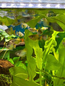 Aquarium Fisch; Platy Blue Butterfly Moon / ab 3,50€ - Erftstadt