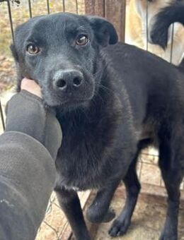 BENNI~zartes Seelchen in schönen schwarz - Duisburg