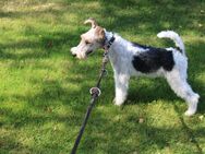 Drahthaar Foxterrier Welpen Rüde. - Steyerberg