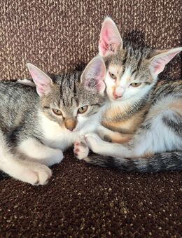Süße Katzenbabys suchen neues Zuhause🐾 - Villmar (Marktflecken)