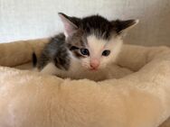 Katzen Babys - Hamm