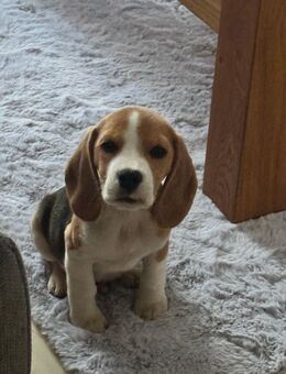 Beagle 4 Monate alt - Bassersdorf