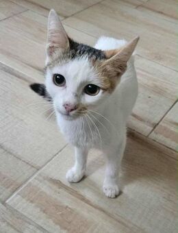 Katze SCHNURRLI suchte ihre Babys - Augsburg