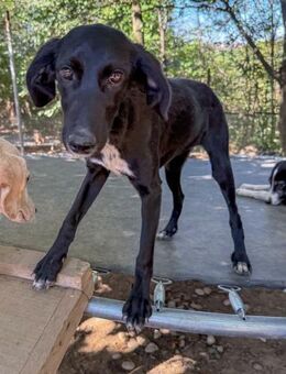 Irma möchte ein eigenes Zuhause - Schwabach