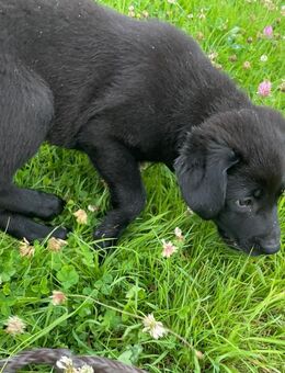 Border labbi Mix Welpen suchen..... - Morsbach
