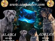 SAUPACKER WELPEN (DEUTSCHE DOGGE / CANE CORSO / PRESA CANARIO / O. E. MASTIFF - Steyerberg