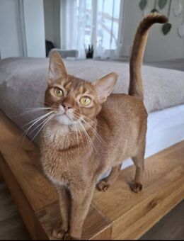Abessinier Variant Katze - Laichingen