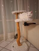 Katze zu verkaufen in 72459