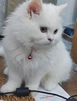 Ragdoll -Perser mix - Sankt Augustin Zentrum