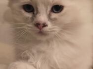 Ragdoll Kitten/noch 1 Jungs frei - Gochsheim