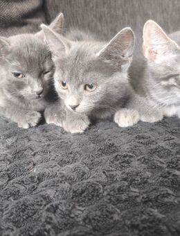 Katzen - Bruchsal