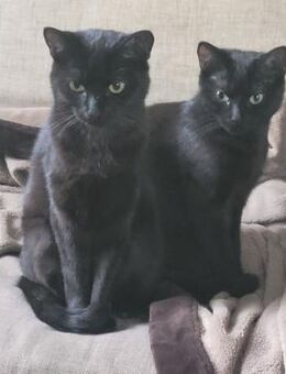 GREENY & YELLO - Kempen