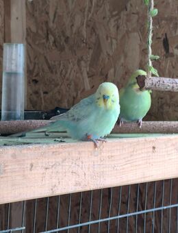 Wellensittich Junge Rainbow - Hannoversch Münden