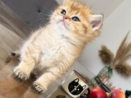 BLH BKH kitten britisch langhaar kurzhaar babys golden ny 11 ny 12 mit Stammbaum vom Züchter - Ochsenhausen