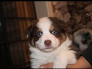 Australian Shepherd Welpen - Rüthen