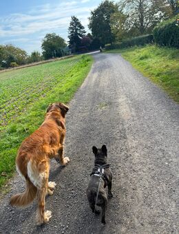 Suche Familien Hund 🐕 - Hemmingen (Niedersachsen)