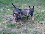 Schäferhund Welpen suchen ein neues zu Hause - Castrop-Rauxel