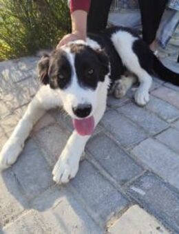 Ruby sucht ihre eigene Familie! - Krefeld