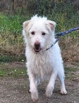 Terry - gut gelaunt und sehr verschmust - Mettmann