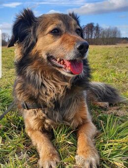 Skippi aus Berlin sucht neues Zuhause! - Berlin