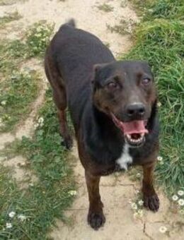 Lomri, vorsichtige Hundedame, ca. 6 Jahr - Vaterstetten