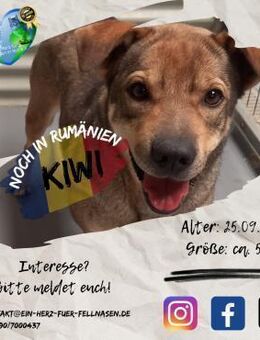 KIWI-bist DU bei seinem Tagesplan dabei? - Waakirchen