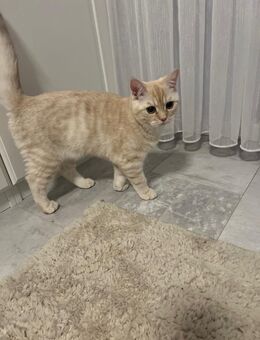 BKH Katze - Duisburg