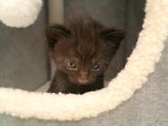 4 europäisch Kurzhaar Kitten abzugeben - Grafenhausen