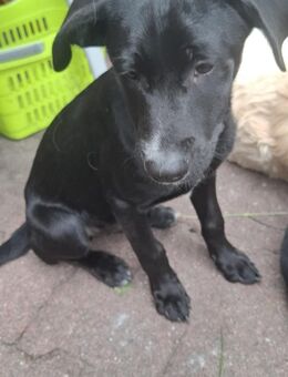 Hundewelpen zu verksufen - Schwarzheide