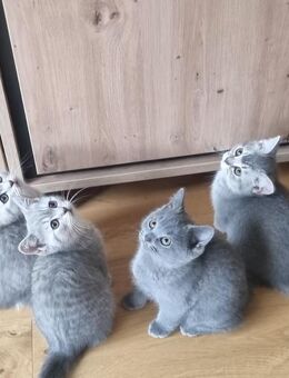 Kitten BHK - Stuhr