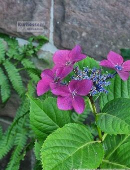 Herrliches Anwesen mit möglicher Baureserve - Wolfhagen
