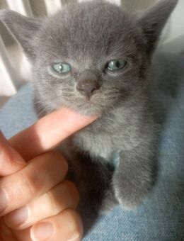 Bkh kitten zu reservieren - Fürth