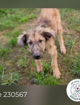 Joe: Hundekind sucht ein Zuhause - Kirchzell
