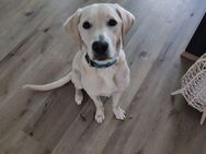 Labrador Golden Retriever Junghund - Wissen