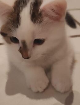 BKH/ Mainecoon Kitten - Kamen