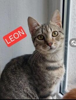 Leon Schmusekater sucht Familie - Unterföhring