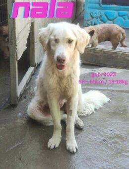 Nala - Team Luana - Rinteln