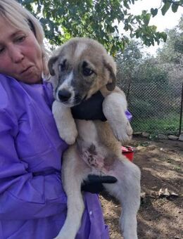 Zuhause/Pflegestelle gesucht für Yuri - Miesbach