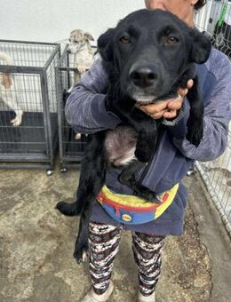 Liebe Hündin A580 sucht ihr Zuhause - Neuberg