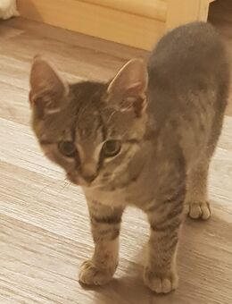 Süße Babykatze ca 4 Monate alt Weibchen - Stuttgart