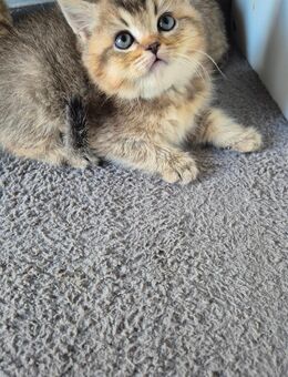 Wunderschöne Bkh Kittenbin black golden ticked - Herten Zentrum