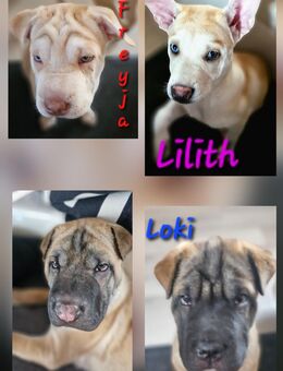 Shar-Pei-Husky-Mix Welpen - Bretzfeld