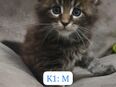 Maine Coon Kitten reinrassig in 84503